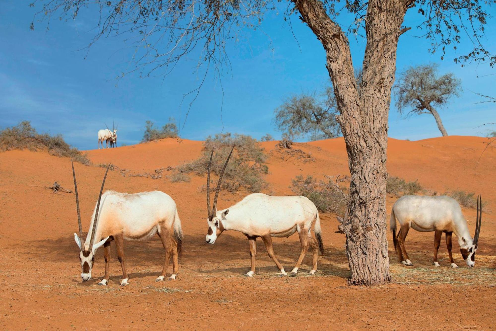 The Ritz-Carlton Ras Al Khaimah, Al Wadi Desert Екстериор снимка Arabian oryx